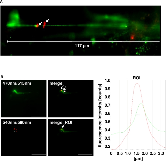 Fluorescence microscopy, neurite imaging, emission analysis, intensity graph, 117 µm scale bar.