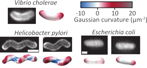 figure-results-2 Bacterial cell shape analysis diagram; Gaussian curvature, Vibrio cholerae, Helicobacter pylori, E. coli.