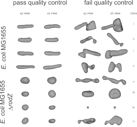 figure-results-3 E. coli shape analysis diagram; passing vs failing quality, xy and xz view classifications.
