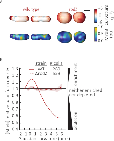 figure-results-4 MreB curvature analysis in wild type vs. rodZ cells; includes curvature map and enrichment graph.