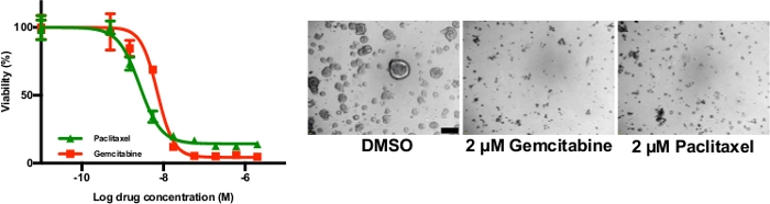 Cell viability assay: Log drug concentration vs. viability graph and microscopy of DMSO, Gemcitabine, Paclitaxel.