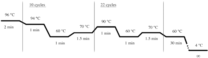 figure-protocol-4 PCR thermal cycling diagram; DNA amplification; temperature and time; cycle stages.