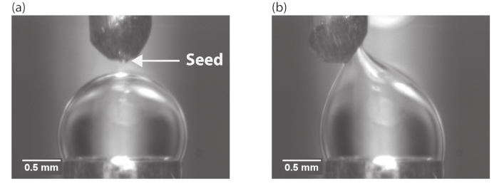 Seed crystallization process, microscope image, depicting initial and growth stages, scale 0.5 mm.