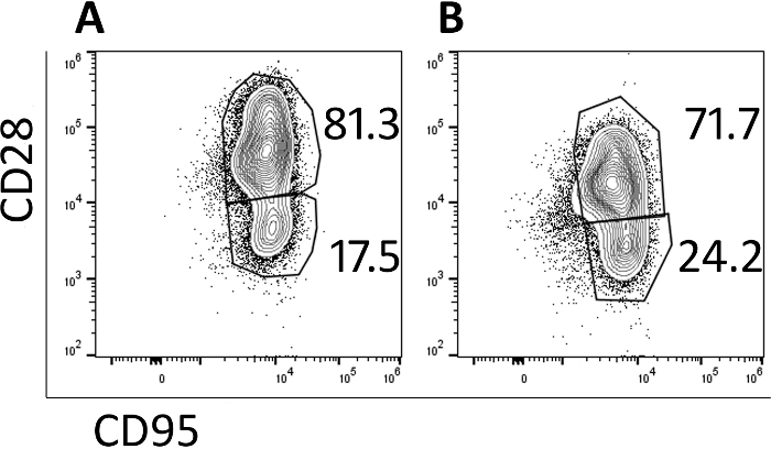 figure-results-2 Flow cytometry diagram of CD28 vs. CD95, contour plot, cell population analysis, data expression.