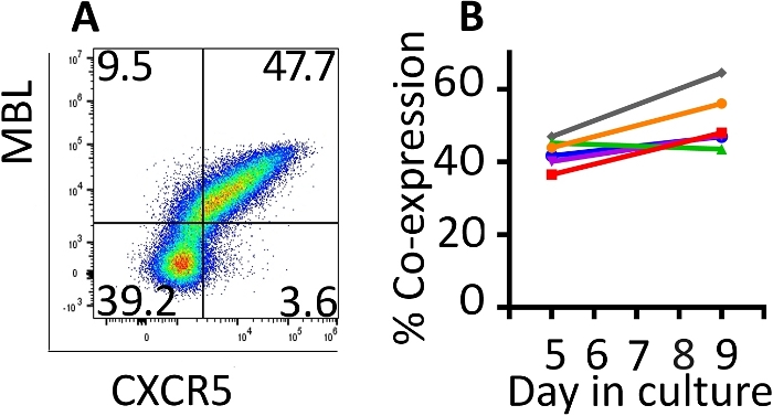 figure-results-3 Flow cytometry data analysis; CXCR5/MBL expression diagram and co-expression trend graph.