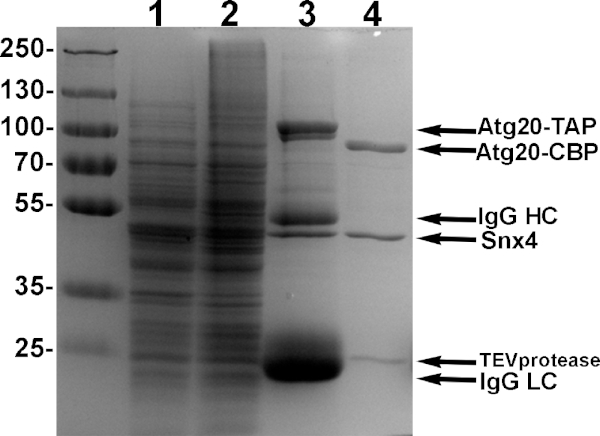 figure-results-4 figure-results-4