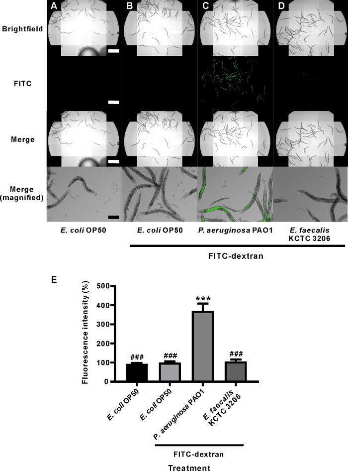 figure-results-1 Brightfield, FITC fluorescence microscopy of bacteria, and fluorescence intensity bar graph analysis.