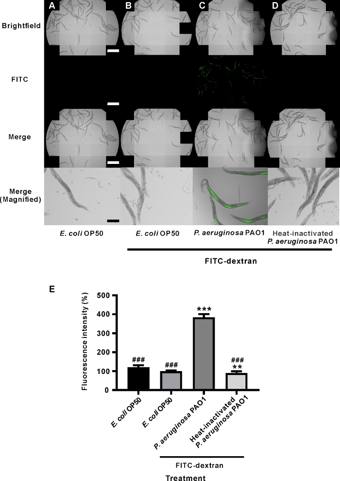 figure-results-2 Fluorescence microscopy of nematodes under FITC-dextran treatment, with bar graph analysis of intensity.