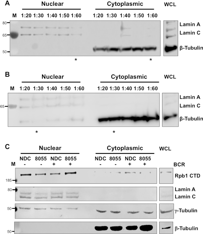 Western blot analysis diagram; protein localization in nuclear/cytoplasmic fractions; Lamin, Tubulin, Rpb1.