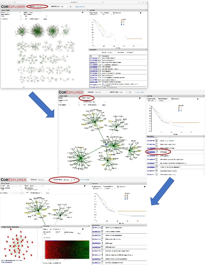 figure-results-2 Network analysis; CoRExplorer tool; gene co-expression diagram and result process.