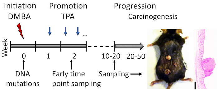 figure-introduction-1 Carcinogenesis process diagram with DMBA initiation, TPA promotion, mouse skin tumor progression.