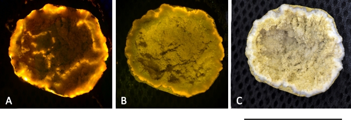 FLIM diagrams of bacterial biofilm samples A-C for fluorescence decay analysis.