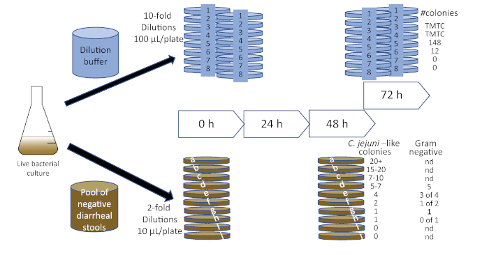 Bacterial dilution experiment diagram with time-lapse and colony count analysis for scientific study.