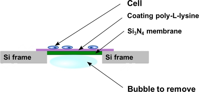 figure-results-2 Cell adhesion on Si₃N₄ membrane diagram; poly-L-lysine coating, bubble removal setup.