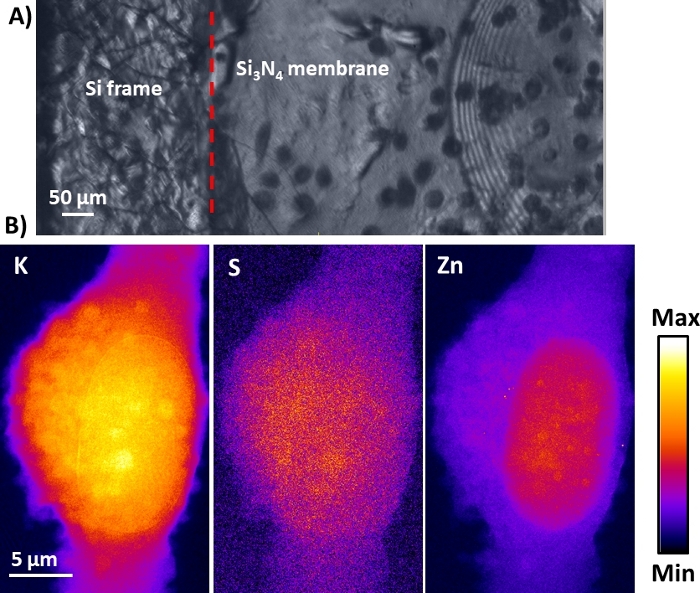 figure-results-7 Silicon nitride membrane structure with EDS maps for K, S, Zn distribution; microscope image.