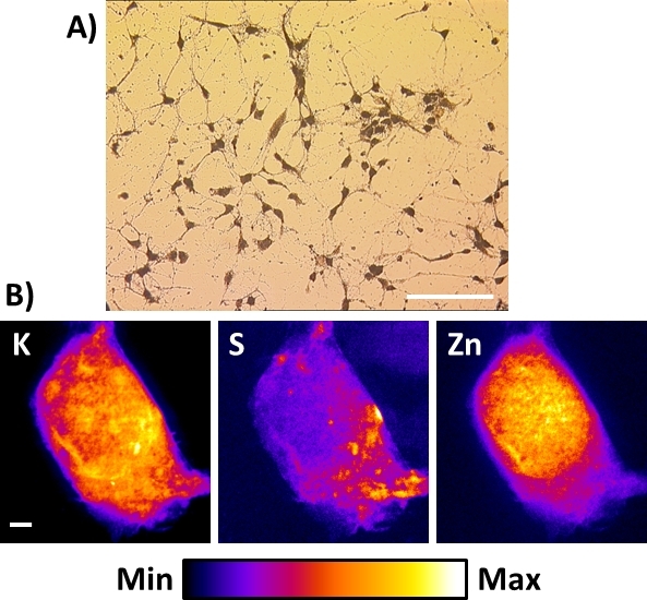 figure-results-8 Microscopy of cells (A) and elemental mapping of K, S, Zn (B); analysis of mineral composition.