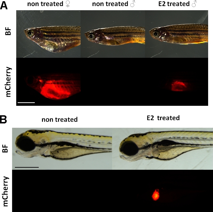 figure-introduction-1 Zebrafish phenotype under E2 treatment; brightfield and mCherry fluorescence images; gene expression analysis.