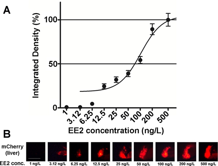 figure-introduction-2 EE2 concentration-effect curve with fluorescence microscopy for understanding liver protein density.