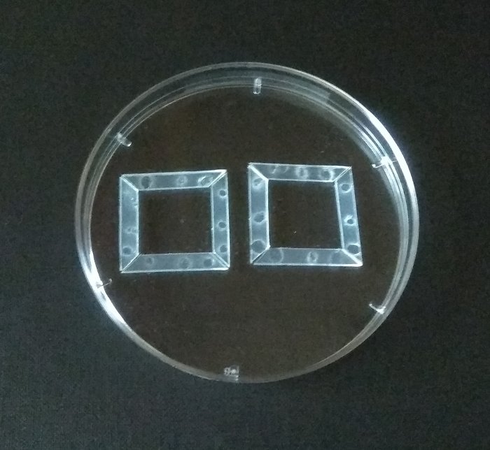 Petri dish with gel squares, likely for diffusion or culture study in a laboratory experiment.