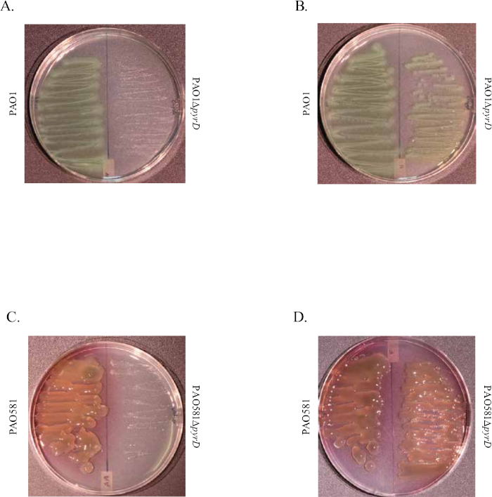 figure-results-1 Bacterial growth comparison on agar plates, PAO1 vs. PAO1ΔpyrD, PAO581 vs. PAO581ΔpyrD, experiment.