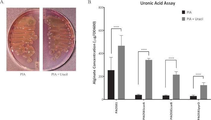 figure-results-2 Bacterial growth on PIA with uracil; uronic acid assay graph showing alginate concentration differences.