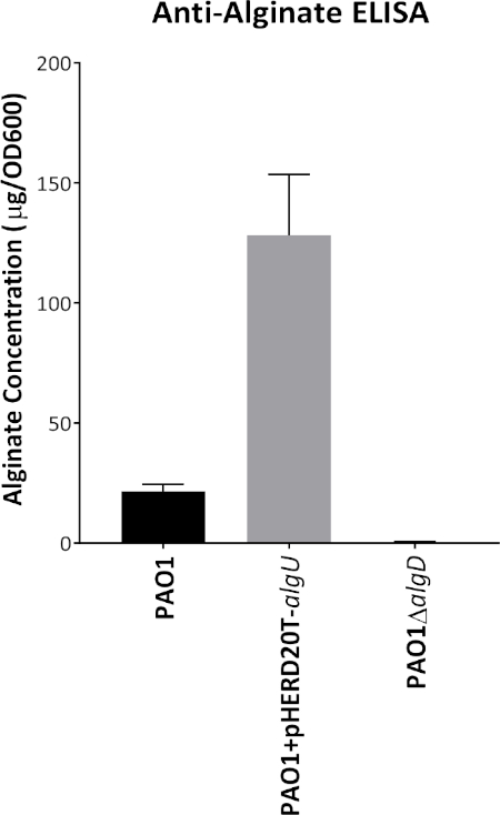 figure-results-3 Anti-alginate ELISA bar graph; alginate concentration comparison across different Pseudomonas strains.