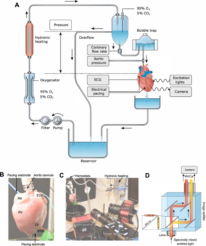 Perfusion system diagram; hydronic heating, ECG pacing, optical excitation for cardiac study.