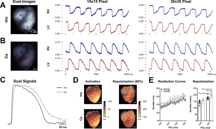 Dual-signal cardiac imaging data; analysis of Vm and Ca, activation, restitution curves, pixel resolution.