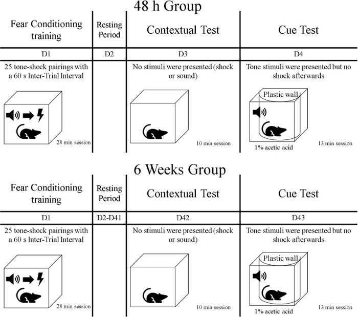 Fear conditioning training diagram; tone-shock pairings, contextual and cue tests using rodents.
