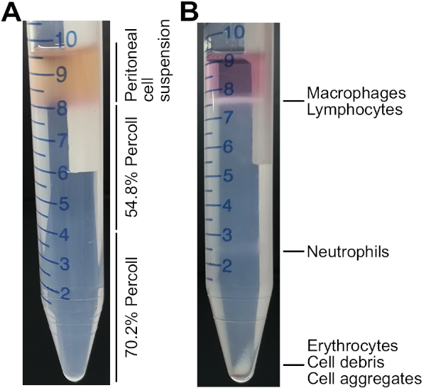 Percoll gradient centrifugation diagram, separating peritoneal cells: macrophages, neutrophils.