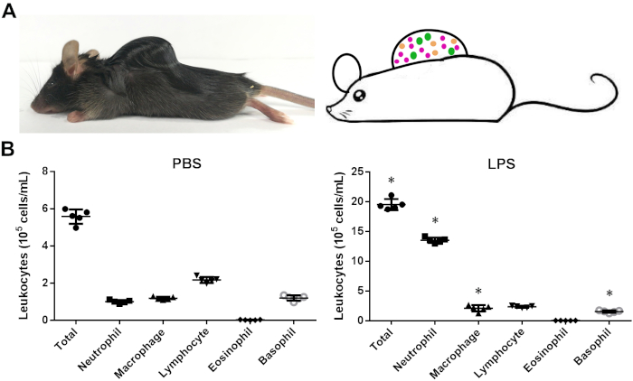 Mouse inflammation study; leukocyte count graph; PBS vs. LPS treatment; immune response analysis.