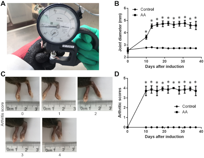 Joint inflammation study; caliper measurement, arthritis score, graph of joint diameter, score data.
