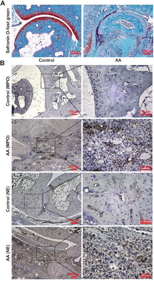 Safranin-O stain cartilage analysis, microscope image, control vs AA, histological comparison.