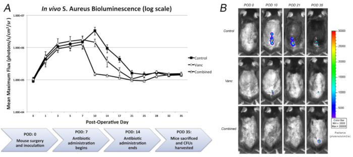 figure-results-2 In vivo S. Aureus bioluminescence graph; mouse antibiotic treatment effect; bioluminescence images.