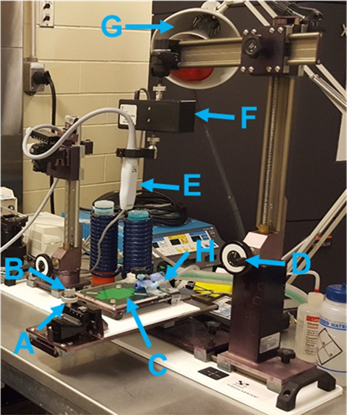 Video: Detection of Lung Tumor Progression in Mice by Ultrasound Imaging