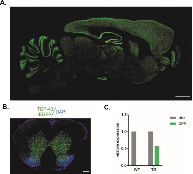 Histology brain section; TDP-43/EGFP/DAPI staining; expression analysis bar graph; scientific study.