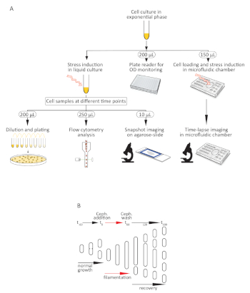 figure-results-1 Cell culture stress induction process; diagram; microfluidic chamber; OD monitoring setup; microscopy.