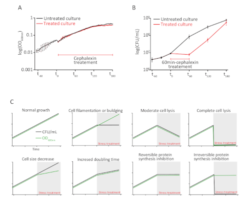 figure-results-2 Bacterial growth analysis; OD and CFU graphs; cephalexin treatment; stress response effects.