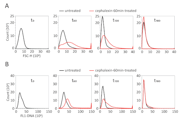 figure-results-3 Flow cytometry analysis comparing untreated and cephalexin-treated samples over time, charts.