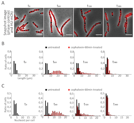 figure-results-4 Bacterial cell division process; fluorescence microscopy images and histograms of length and nucleoid ratio.