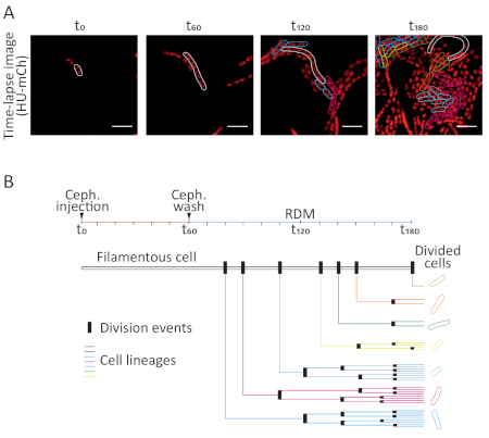 figure-results-5 Time-lapse cell division diagram; microscopy, cell lineage tracking, division events visualization.