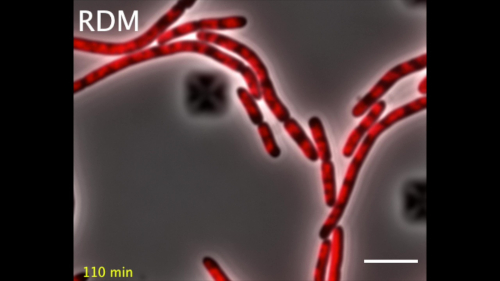 figure-results-6 Bacterial cell division microscopy image; time-lapse study, rod-shaped bacteria, growth analysis.