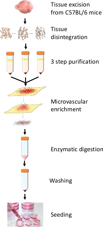 Tissue processing workflow; purification, microvascular enrichment, enzymatic digestion diagram.