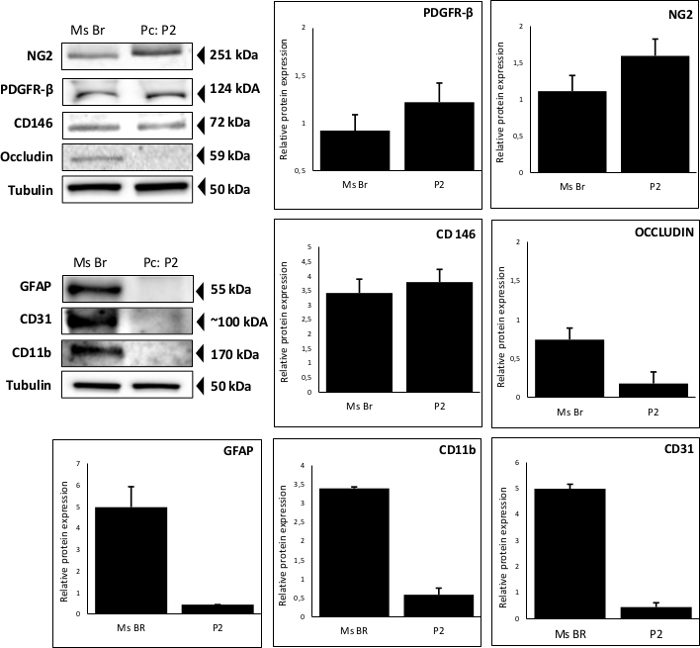 Western blot analysis and bar graphs comparing protein expression levels; includes NG2, PDGFR-β, GFAP.