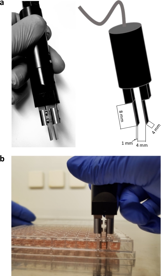 Electroporation electrode setup; diagram and experiment in multiwell plate; cell membrane study.