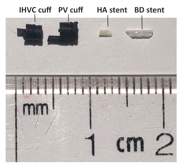 figure-results-8 Transplant stent and cuff components with ruler scale, surgical equipment demonstration.
