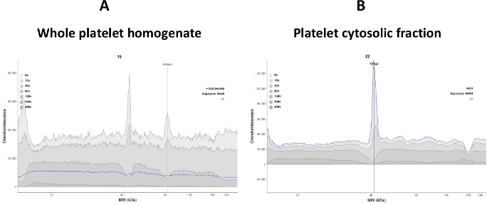 Whole platelet homogenate vs. cytosolic fraction chromatograms; molecular weight distribution analysis.