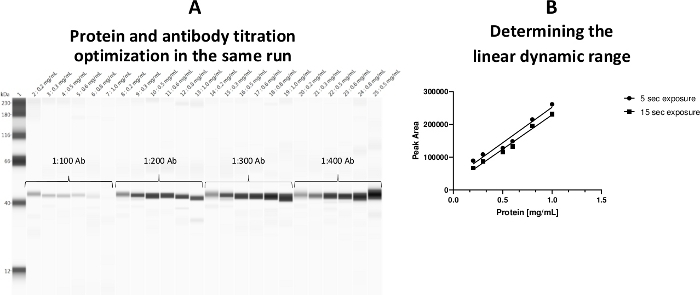 Protein titration optimization; protein-antibody titration gel and dynamic range graph; electrophoresis.