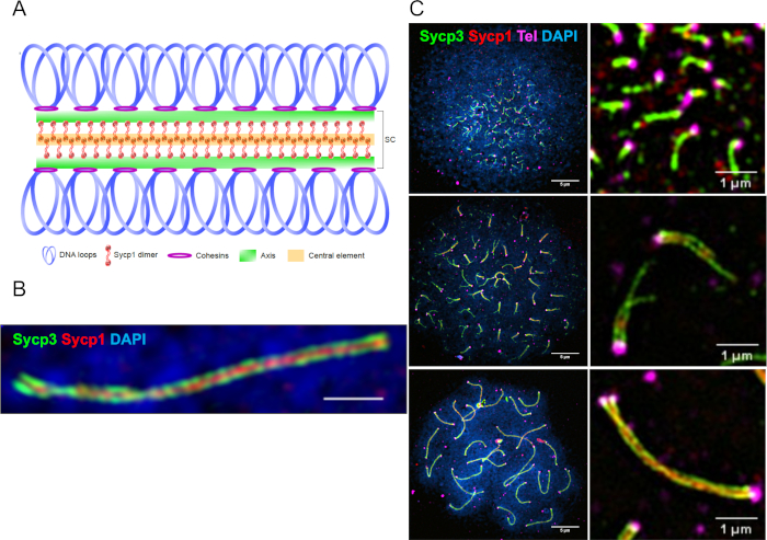 联会复合体示意图及显微镜图像，Sycp3、Sycp1、染色体的DAPI染色。