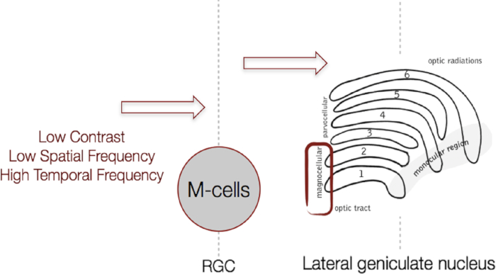 M-cell pathway diagram; illustrates low contrast, spatial, temporal processing to lateral geniculate nucleus.